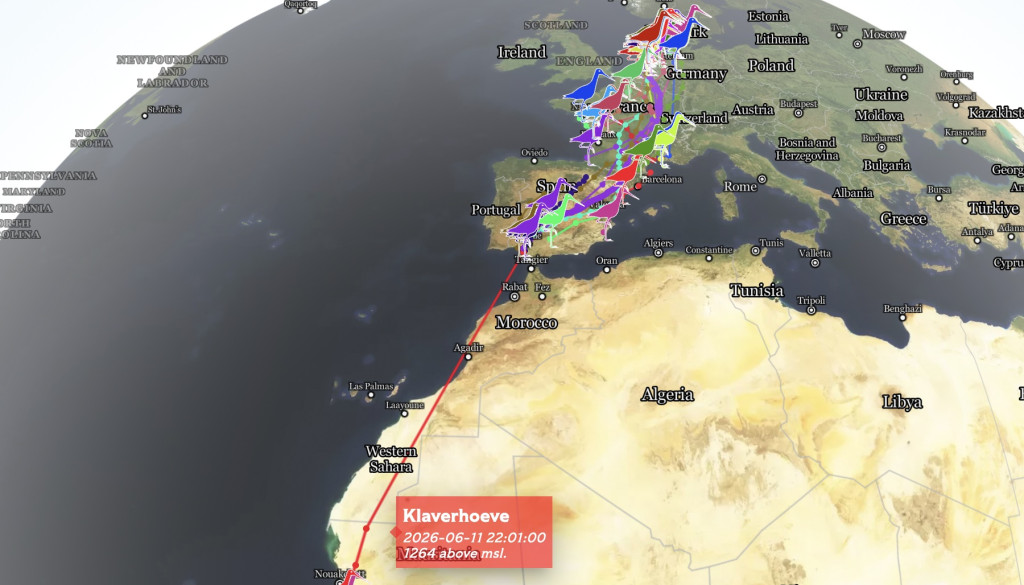 Kaartje met vliegroute (op basis van GPS-data) van gezenderde grutto Klaverhoeve naar Zuid-Spanje en daarna Senegal